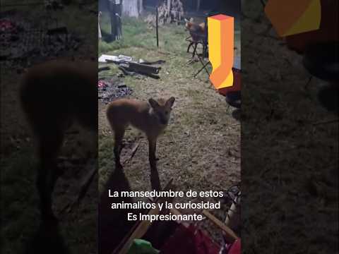 Dos aguará guazú muy cerca!