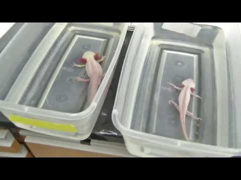 Scrutinizing salamanders to study scarring in humans