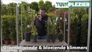 Arjans Top 5 groenblijvende & bloeiende klimplanten | TUINPLEZIER