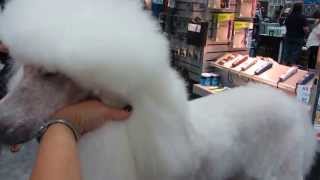 Poodle ear brushing