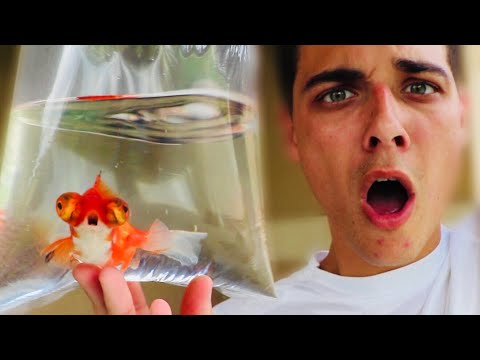 OMG!! WHAT'S WRONG WITH THIS GOLDFISH