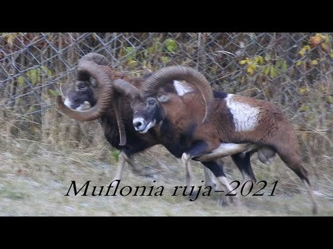 Muflonia ruja 2021-obora.