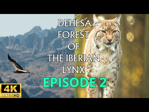 DEHESA: Forest Of Iberian Lynk/ The nature documentary/ Episode 2