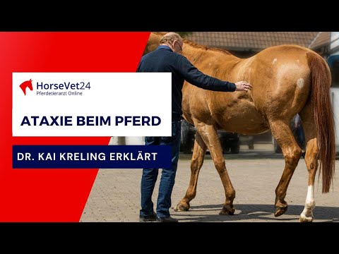 Ataxie beim Pferd: Ursachen und Symptome