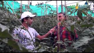 preview picture of video 'Agrodagua el Agro de Nuestra Región Cultivo Tomate en Invernadero'