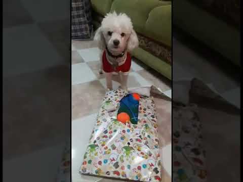 Te recordaré siempre pixito hermoso canción por Omar marquez ft Juan Solo