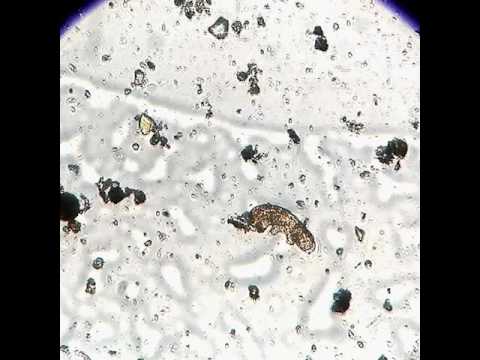 tardígrado comiendo