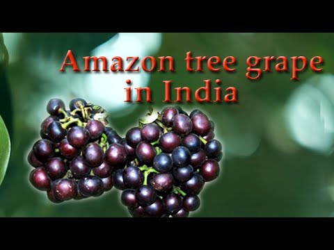 AMAZON TREE GRAPE ( Pourouma cecropiifolia ) / VELIYATH GARDENS / 9544280007. - YouTube