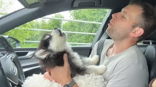Adorable New Puppy Howls For The First Time! (So Cute!!)