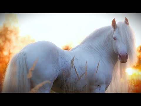 20 Most Beautiful Horses In The World