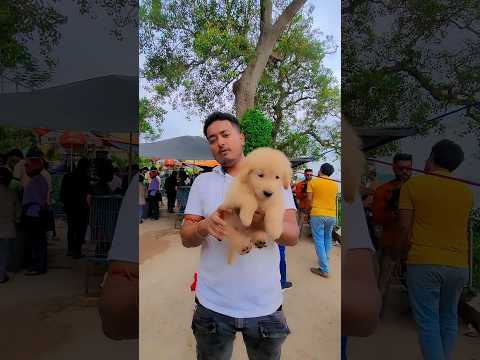Golden Retriver puppy Male Female #pradiptamitra #pets #market #puppy #goldenretriever