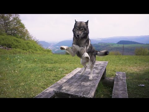 Tabledance aka Obedience on a Table!