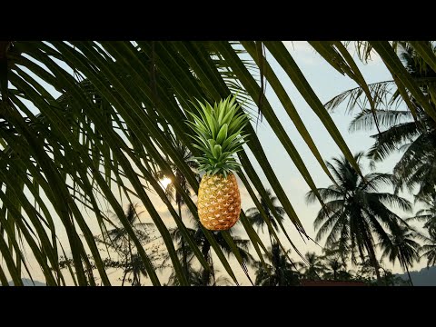 Vibe video