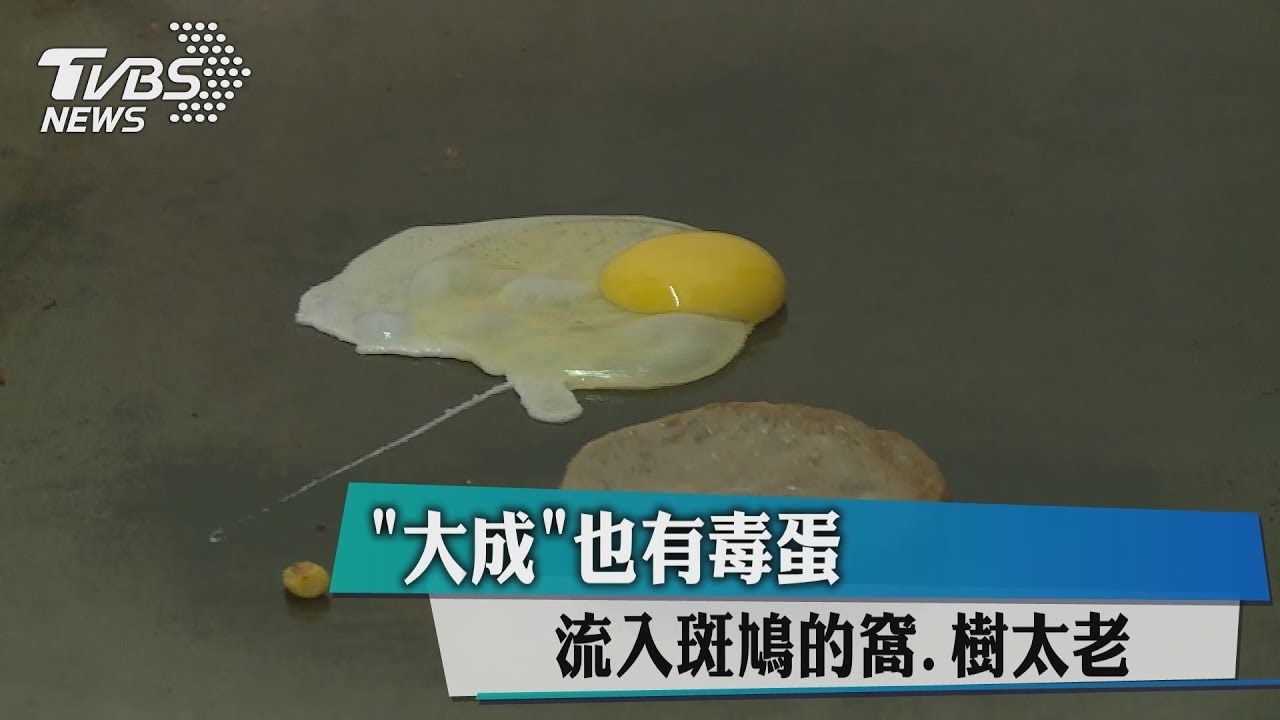 「大成」也有毒蛋 流入斑鳩的窩、樹太老