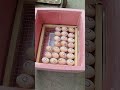 homemade incubator with your own hands