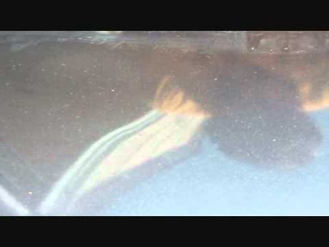 Clay Bar Process in Direct Sunlight