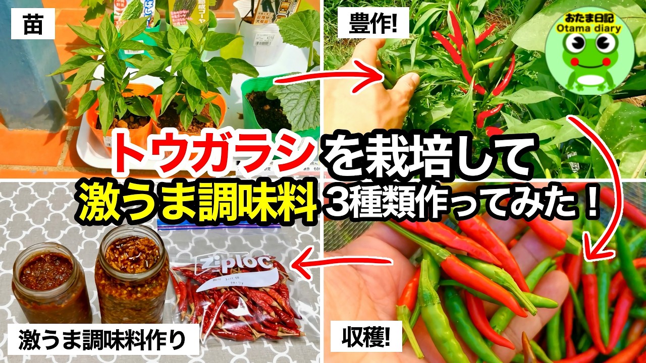 唐辛子を庭で育てて、激うま調味料を作るまでの動画（三升漬け、トウガラシ味噌、タカノツメ）【おたま日記】