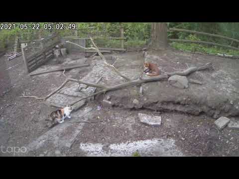 Mutige Katze verjagt Fuchs!