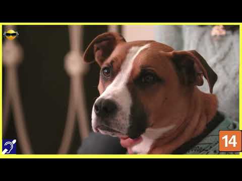 Tv Educativa Explicando a Inteligencia Animal  Netflix Dblado e com Legendas Corte 08