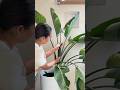 Plant hack: Helping my Bird of paradise leaf unfurl #planthack #planttips