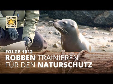 Schritt für Schritt (Folge 1012) | Elefant, Tiger & Co. | MDR