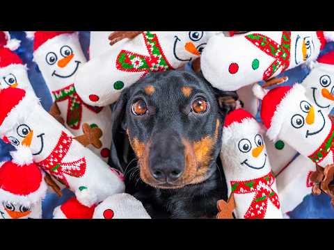 Sharing is Caring! Cute & funny dachshund dog video!