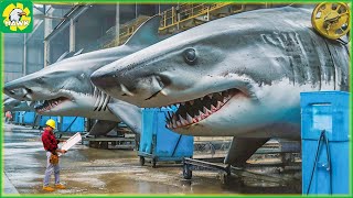 🦈 Shark Processing Process at The Factory | Processing Factory