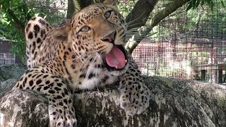 preview picture of video 'Sundari Leopard Goes on Vacation'
