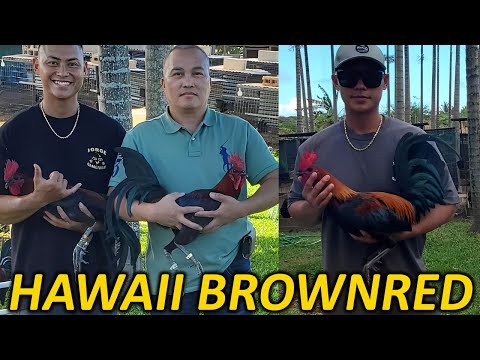 Hawaii Jorge Farm‼️BROWNRED ALBANY DAN GRAY ROUNDHEAD‼️Beautiful Birds Farm Visit