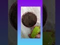 How To Keep Pavalamalli Cutting Easy Simple Samayal