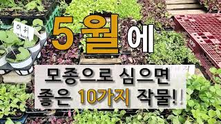 5월에 모종으로 심으면 좋은 10가지 작물 #주말농장 텃밭 가꾸기.