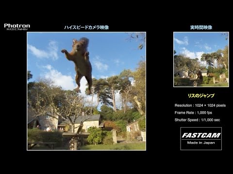 リスはどうやってジャンプを覚えるのか