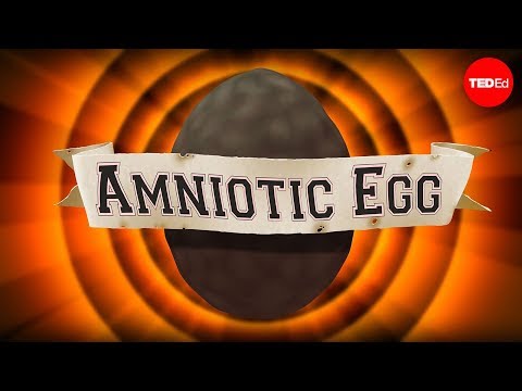 【TED-Ed】The game-changing amniotic egg - April Tucker