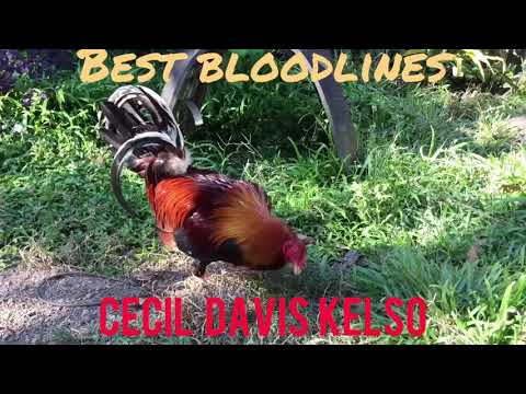 Best Bloodlines in Philippine Cockfighting (Part 1): Cecil Davis Kelso