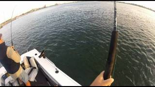 preview picture of video 'HD Hero Mulloway - Double Hookup.avi'