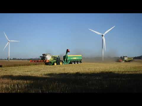 Rapsernte2019 07 23 1