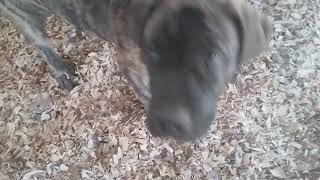 English Mastiff Puppies Videos