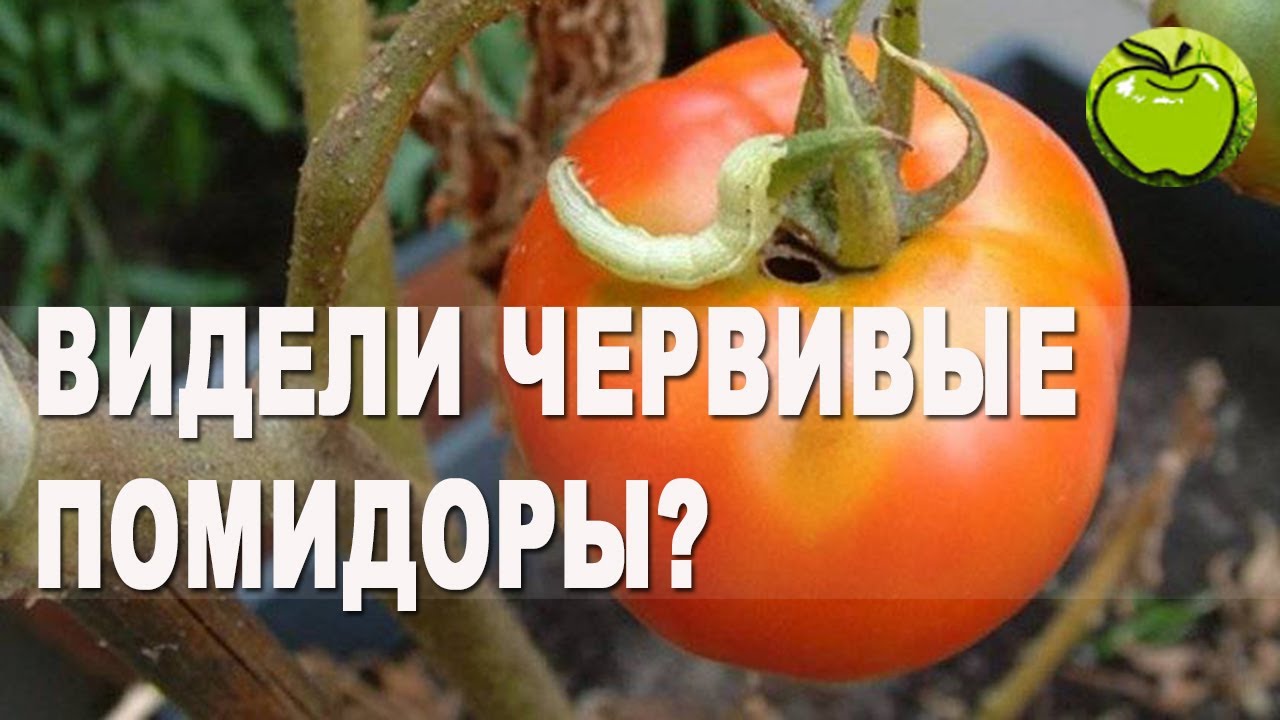 Совка - нежданный вредитель на огороде или почему помидоры червивые