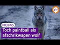 Gelderland wil alsnog PAINTBALL gebruiken tegen WOLF