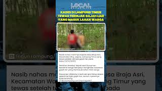 Nasib Nahas Menimpa Kades di Lampung Timur yang Tewas Terinjak Gajah Liar saat Masuk Lahan Warga