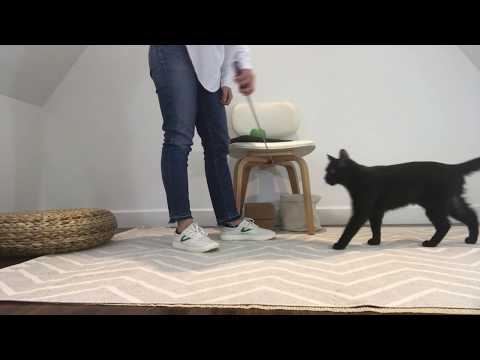 Cat Tricks: Teach your cat to Spin