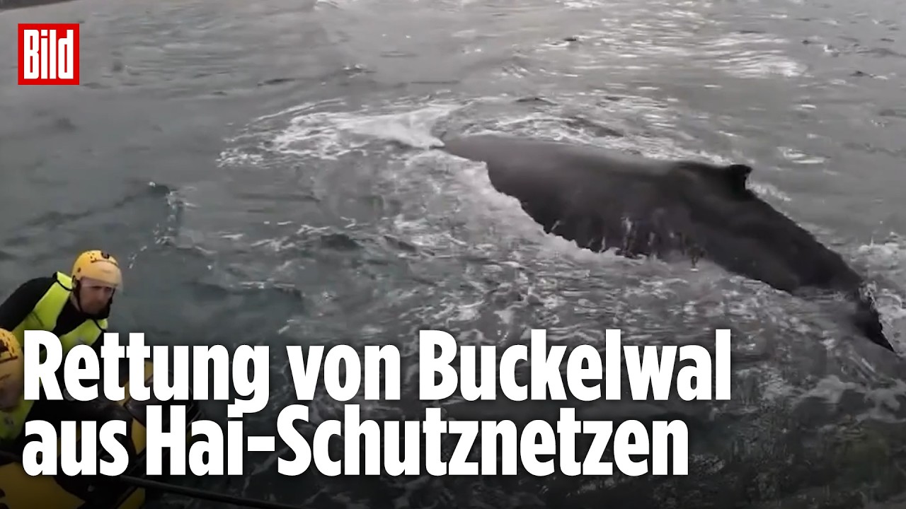 Buckelwal in Lebensgefahr: Sea World Foundation rettet Tier aus Hai-Netzen vor Australien