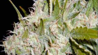 Andre Nickatina &amp; Equipto - Public Enemy 7