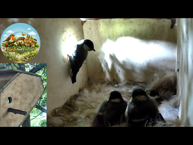 Young Blue Tits Leave the Nest at 16:55 — Inside & Outside Camera View