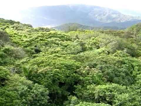 森林電影院_恆春半島排灣族之名俗植物