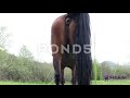 ReverseMoiveFX Horse Pooping Reversed