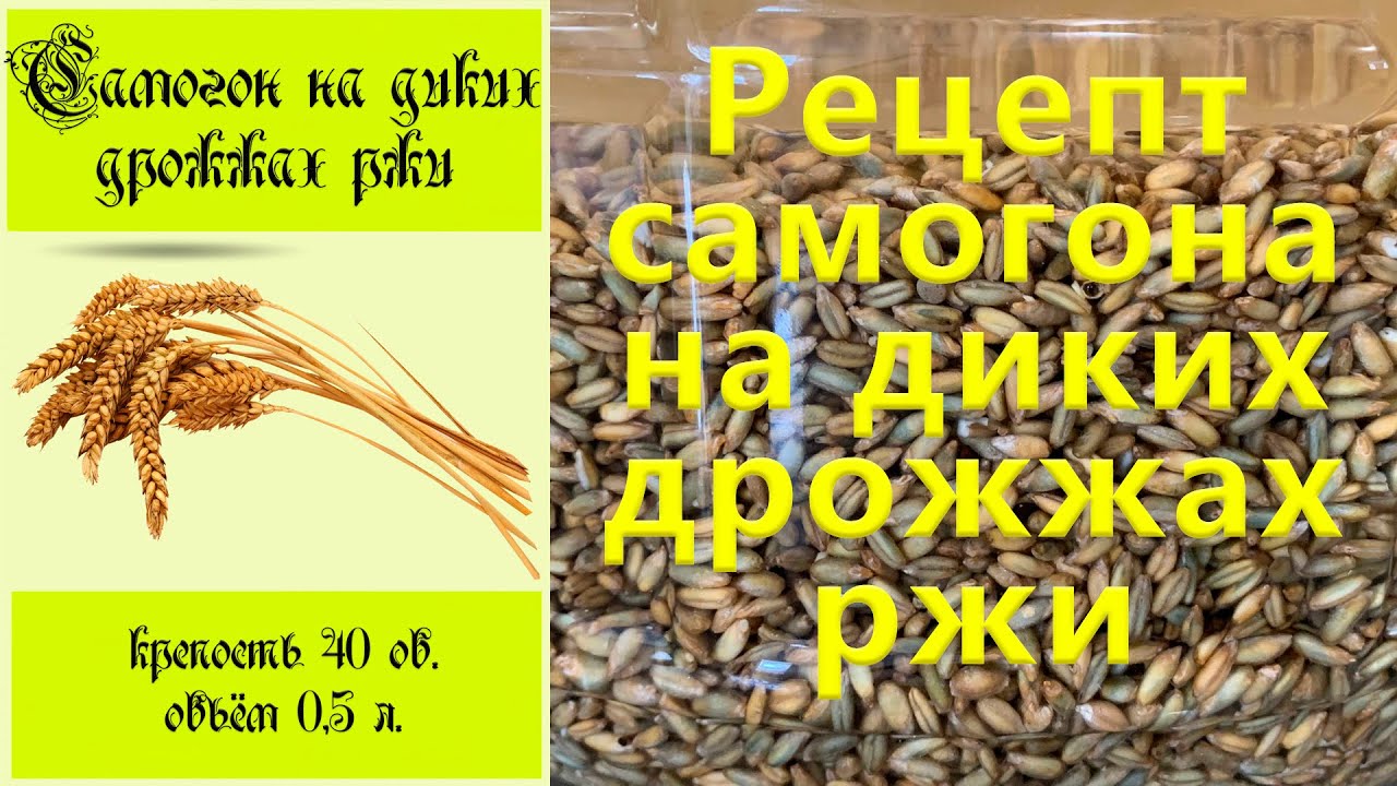 Рецепт самогон на диких дрожжах ржи, полный рецепт и дегустация