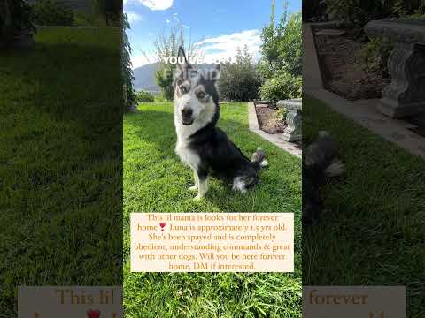 Luna, an adopted Husky & Siberian Husky Mix in Santa Ana, CA_image-1