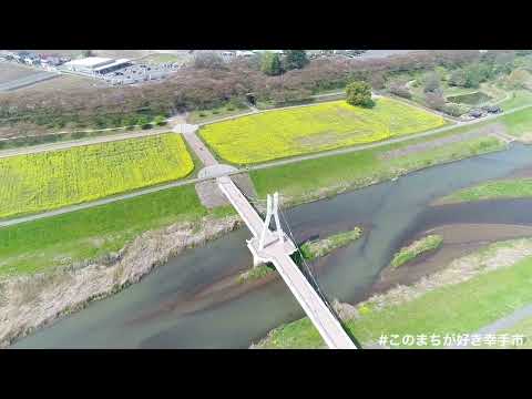 【イヤホン推奨】幸手権現堂公園／金色の海（菜の花畑）空中散歩2022