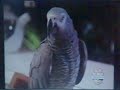Sesame Street Kuka Shows 2 Season 24 1993